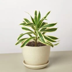 Dracaena Song Of India 13 Dracaena Song Of India -Plant house DracaenaSongofIndia FiberPot