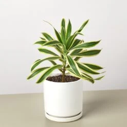 Dracaena Song Of India 14 Dracaena Song Of India -Plant house DracaenaSongofIndia WhiteRound