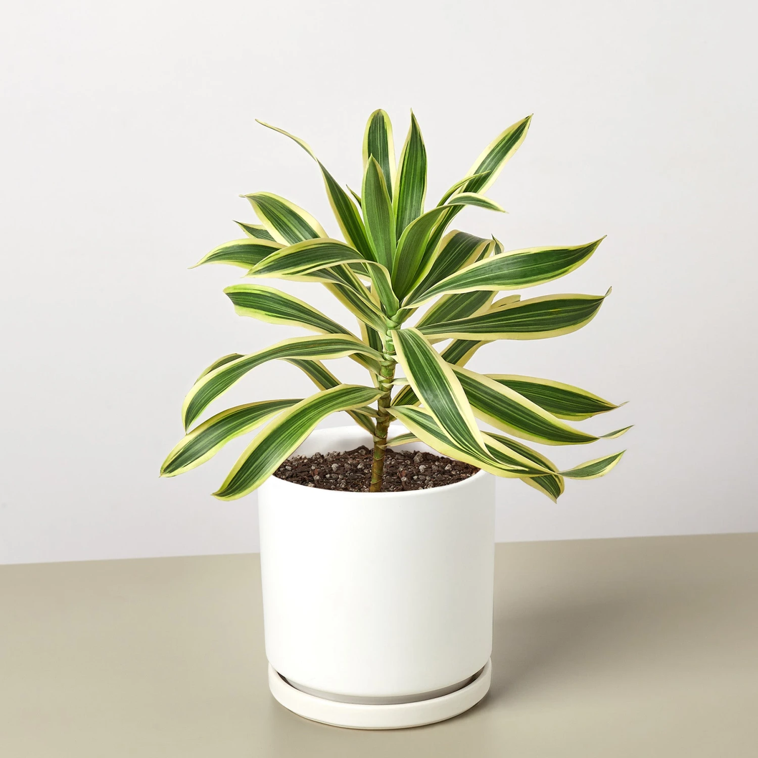 Dracaena Song Of India 7 Dracaena Song Of India - Image 7