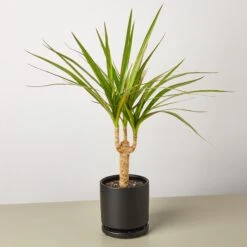 Dracaena 'Marginata Cane' 10 Dracaena 'Marginata Cane' -Plant house Dracaena Marginata Cane black round