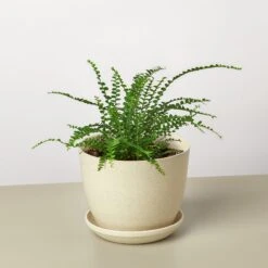 Lemon Button Fern 13 Lemon Button Fern -Plant house FernLemonButton FiberPot