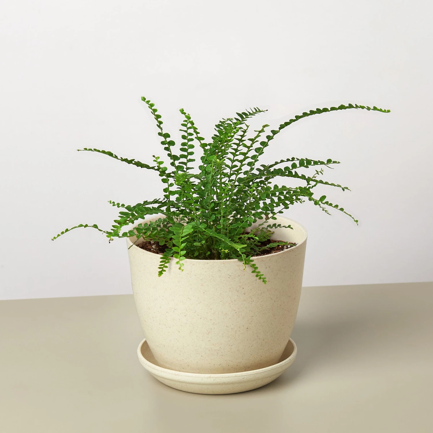 Lemon Button Fern 6 Lemon Button Fern - Image 6