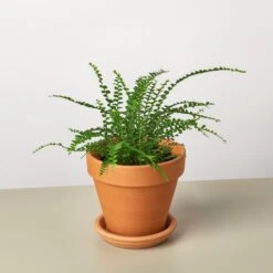 Lemon Button Fern 14 Lemon Button Fern -Plant house FernLemonButton TerraCotta