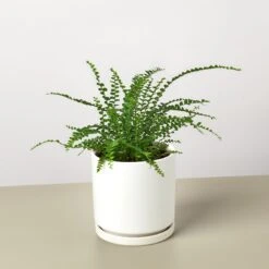 Lemon Button Fern 15 Lemon Button Fern -Plant house FernLemonButton WhiteRound