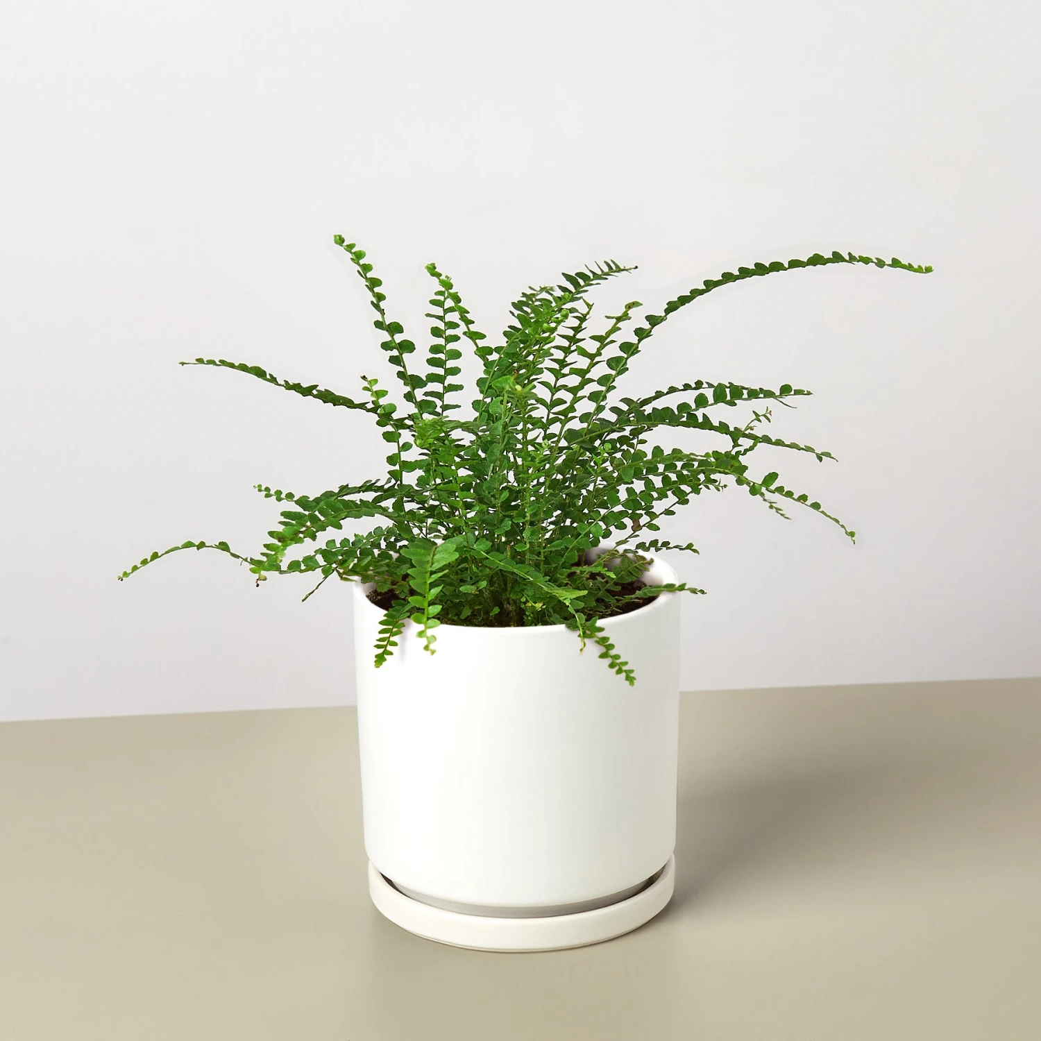 Lemon Button Fern 8 Lemon Button Fern - Image 8