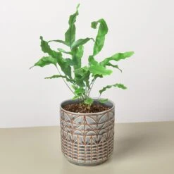 Fern 'Blue Star' -Plant house Fern Blue Star Navarro