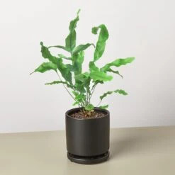 Fern 'Blue Star' -Plant house Fern Blue Star black round