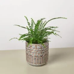 Lemon Button Fern 11 Lemon Button Fern -Plant house Fern Lemon Button Navarro