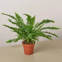 Jester's Crown Fern 18 Jester's Crown Fern -Plant house HPS standard plant Arianes Fern