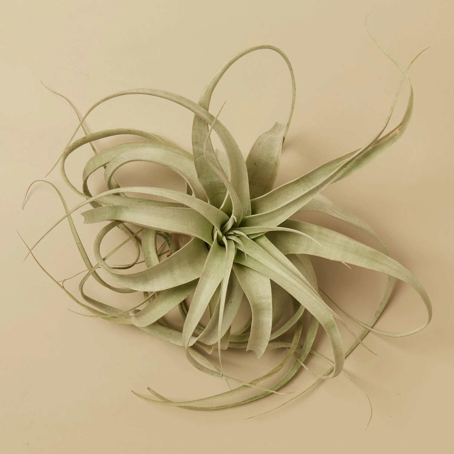 Large Air Plant Bundle 2 Large Air Plant Bundle - Image 2