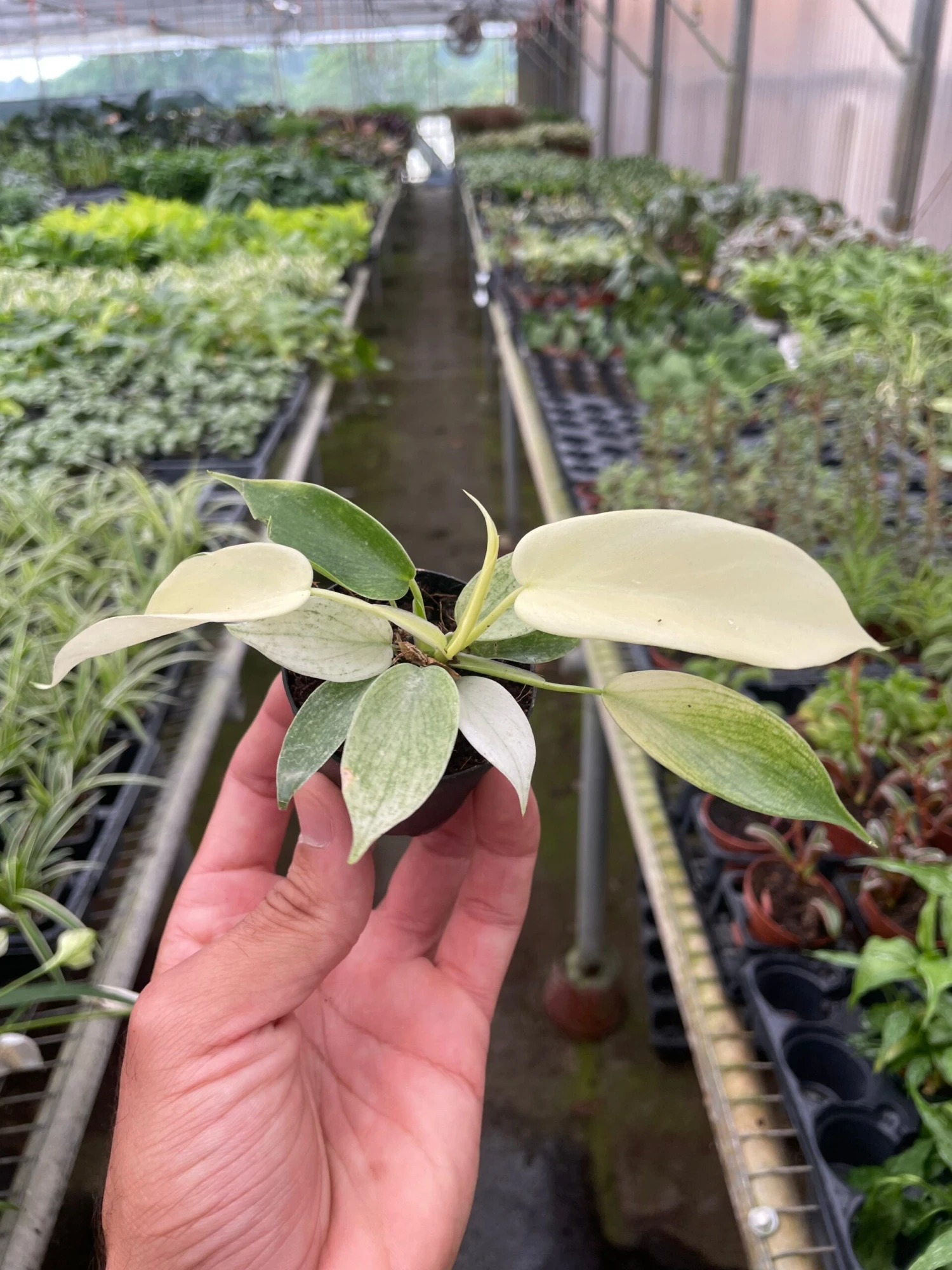 Philodendron 'Florida Ghost' 2 Philodendron 'Florida Ghost' - Image 2