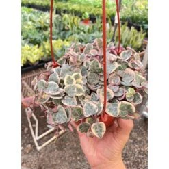 String Of Hearts Variegated -Plant house IMG 3377