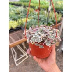 String Of Hearts Variegated -Plant house IMG 3378