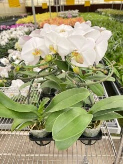 Orchid 'White Phalaenopsis' 8 Orchid 'White Phalaenopsis' -Plant house IMG 3431