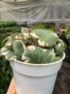 Saxifraga Tricolor -Plant house IMG 3541