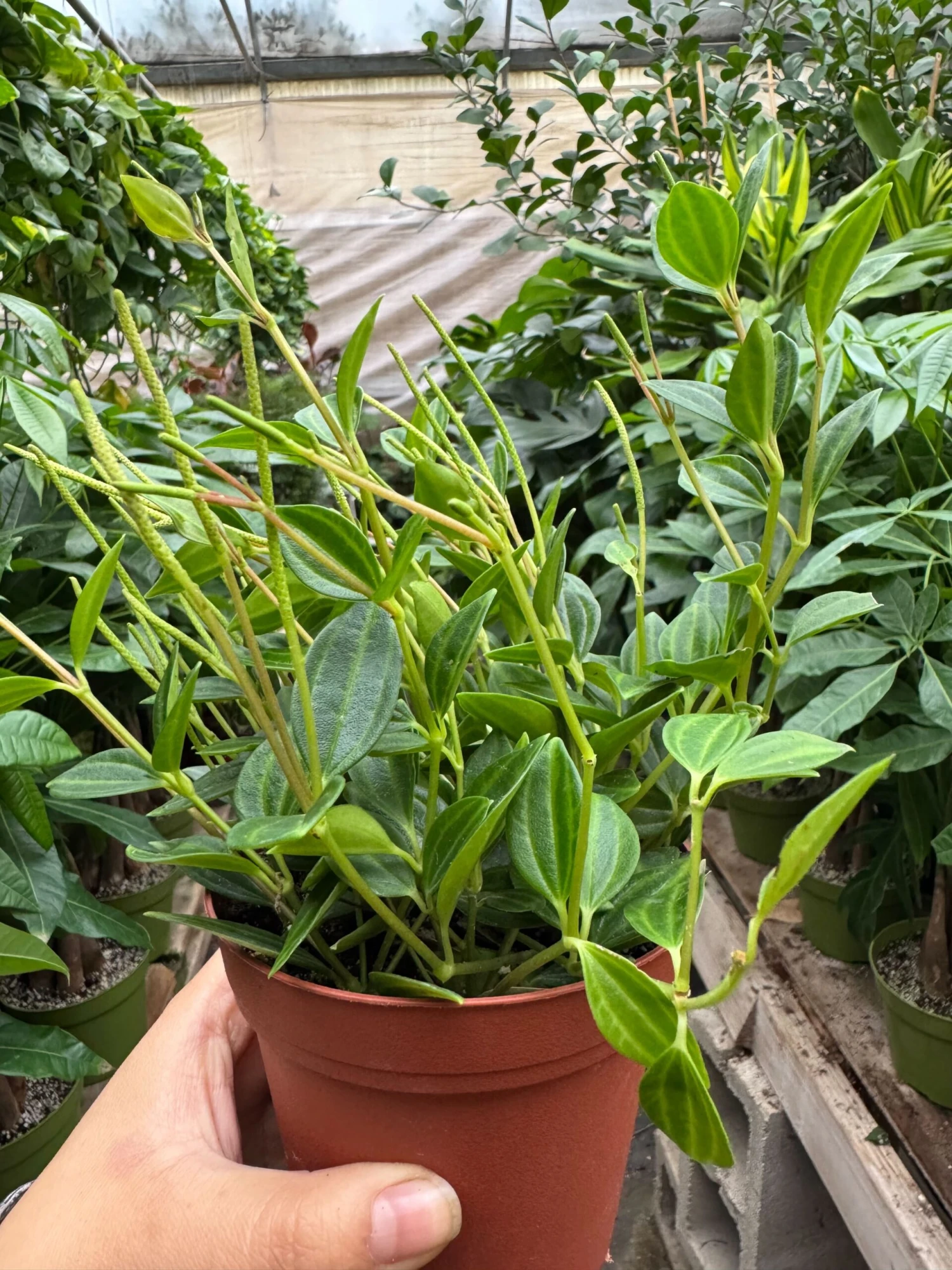 Peperomia 'Angulata' 1 Peperomia 'Angulata'