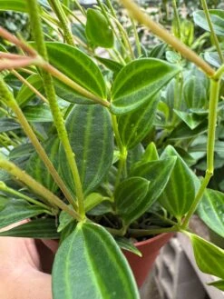 Peperomia 'Angulata' 5 Peperomia 'Angulata' -Plant house IMG 3601