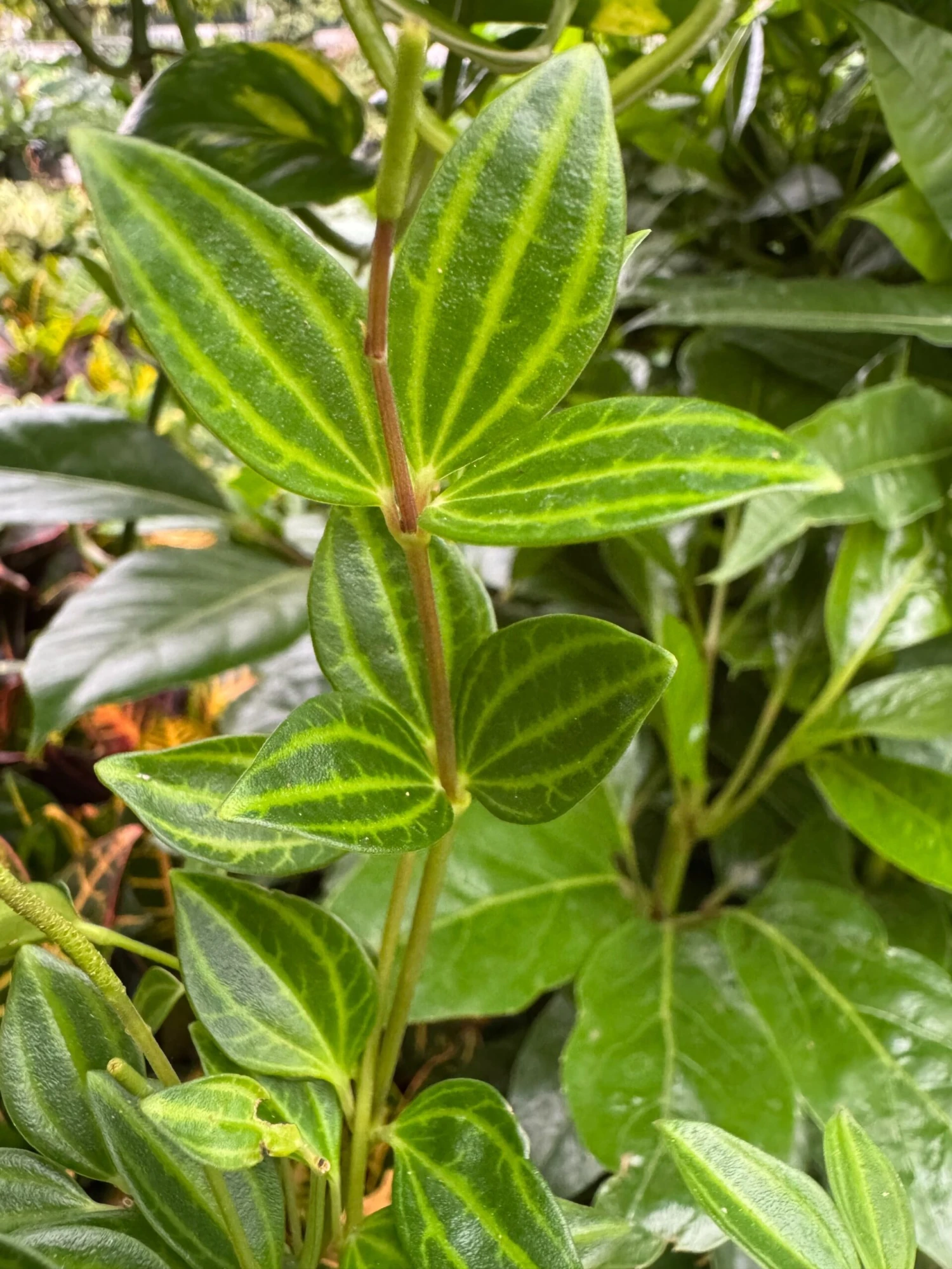Peperomia 'Angulata' 2 Peperomia 'Angulata' - Image 2