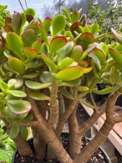 Succulent Crassula 'Jade' 13 Succulent Crassula 'Jade' -Plant house IMG 3662