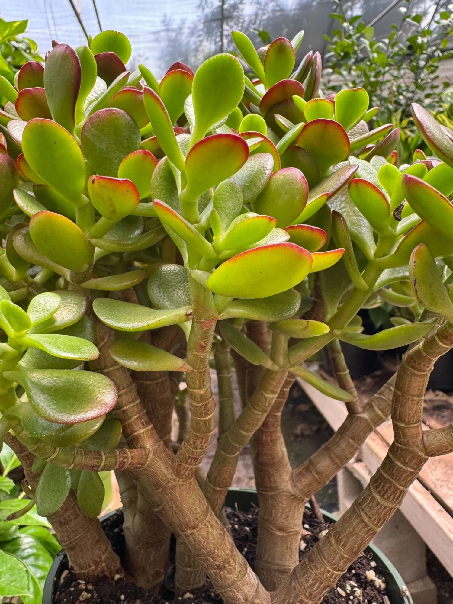 Succulent Crassula 'Jade' 6 Succulent Crassula 'Jade' - Image 6