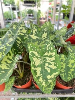 Alocasia 'Hilo Beauty' -Plant house IMG 3683