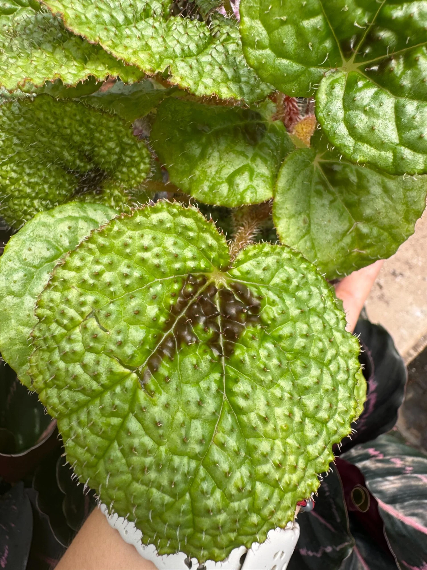 Begonia 'Iron Cross' 1 Begonia 'Iron Cross'