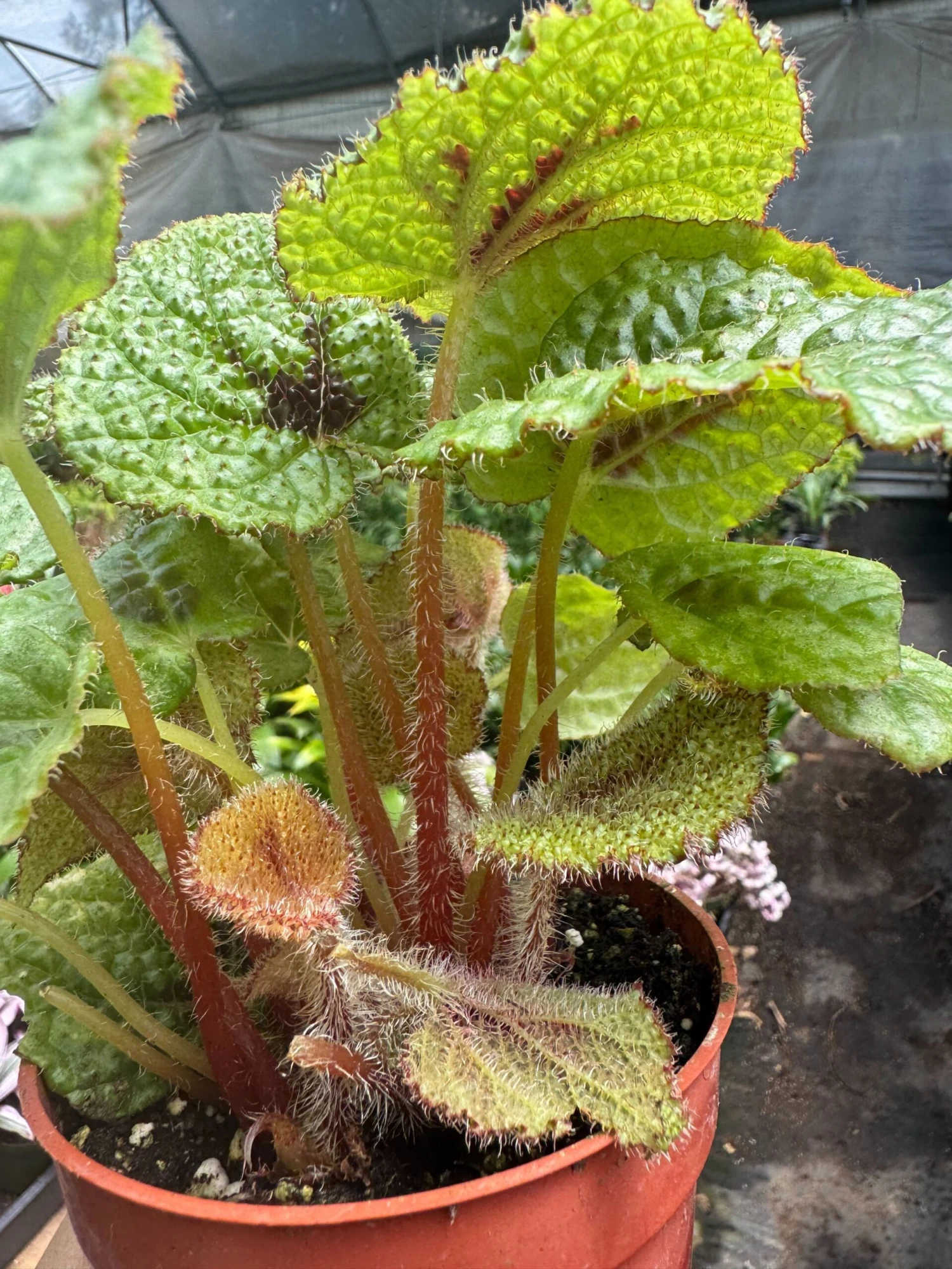 Begonia 'Iron Cross' 2 Begonia 'Iron Cross' - Image 2