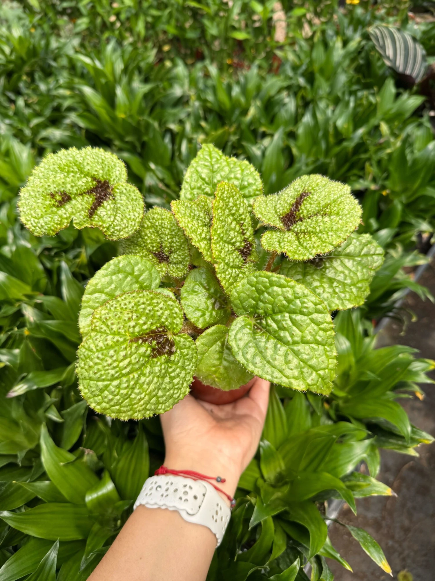 Begonia 'Iron Cross' 3 Begonia 'Iron Cross' - Image 3
