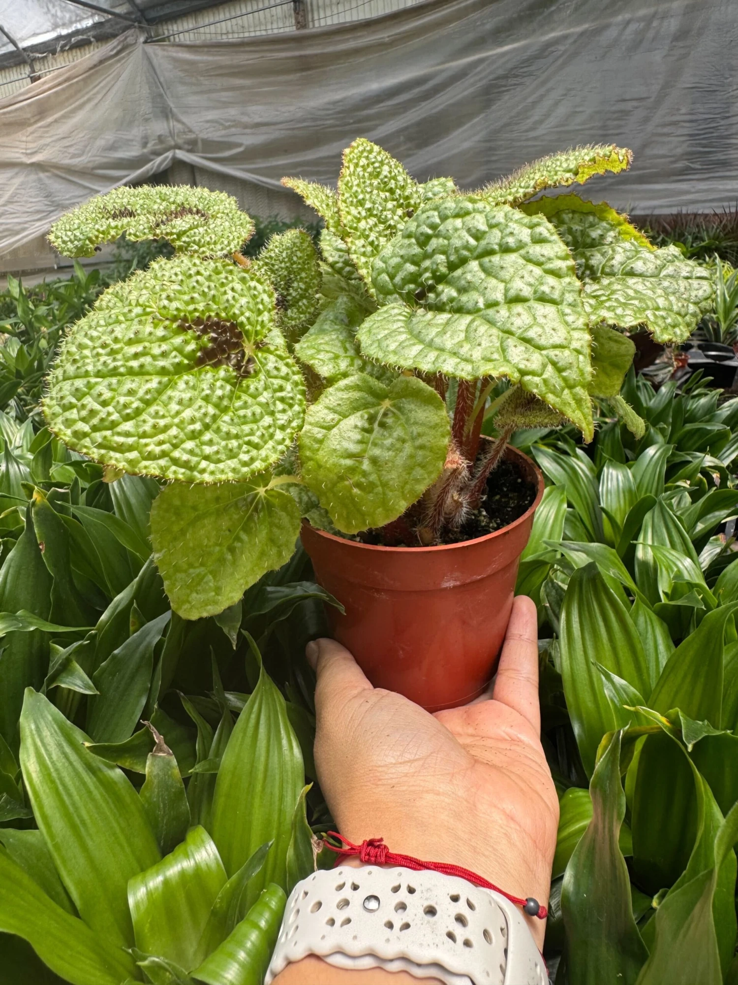 Begonia 'Iron Cross' 4 Begonia 'Iron Cross' - Image 4