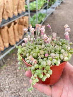 Succulent 'String Of Pearls' Variegated -Plant house IMG 4842 71626627 f7f6 4643 b665 8c370136f1d8