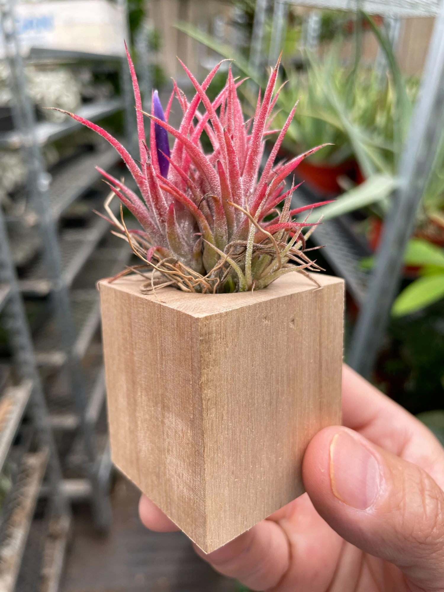 Tillandsia Air Plant Ionantha In Magnetic Wood Planter 2 Tillandsia Air Plant Ionantha In Magnetic Wood Planter - Image 2