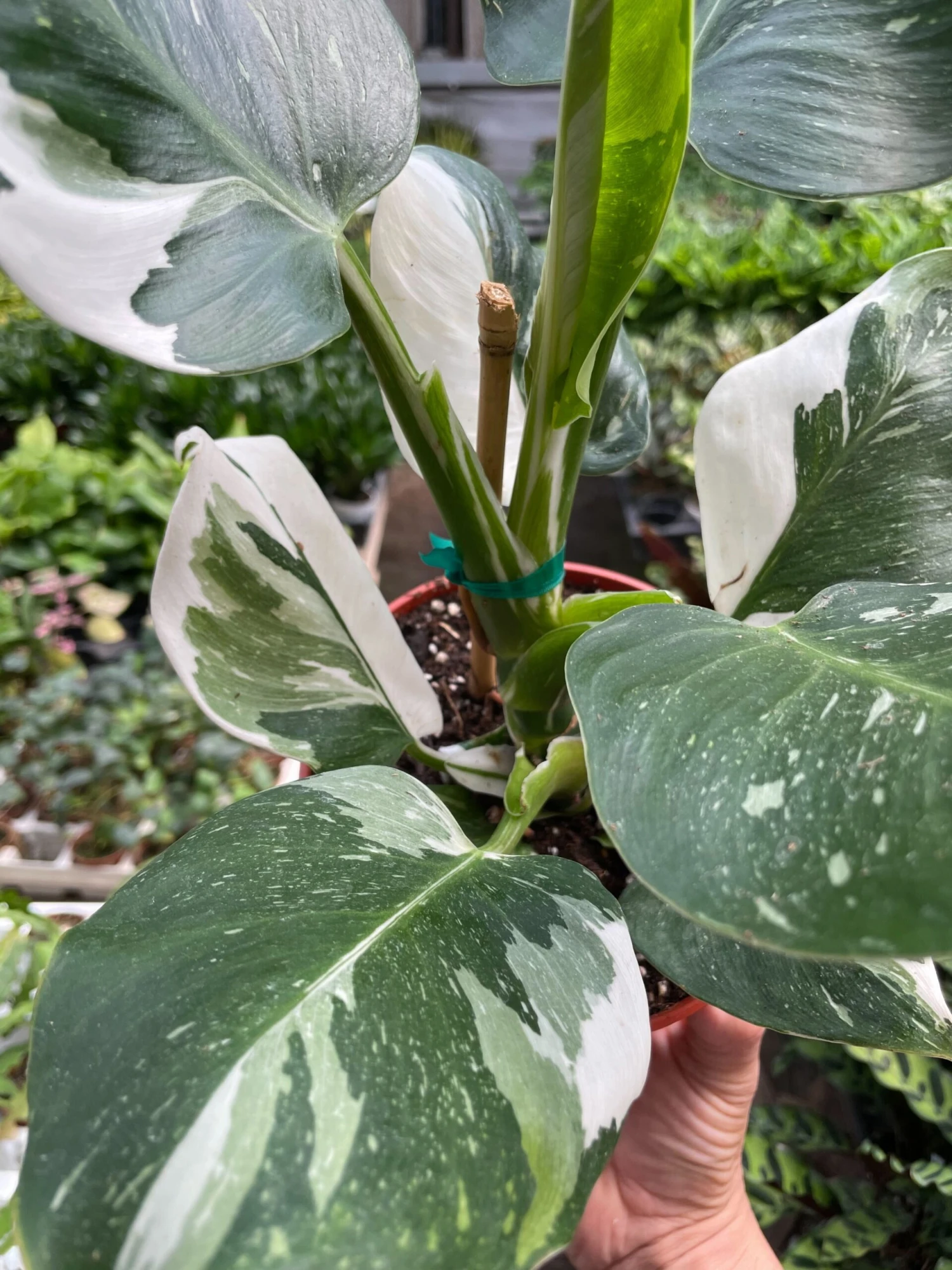 Philodendron 'White Wizard' 2 Philodendron 'White Wizard' - Image 2