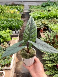 Alocasia 'Scalprum' 5 Alocasia 'Scalprum' -Plant house IMG 6955 da792308 9427 476e b4b4 7e6b99ac24a0