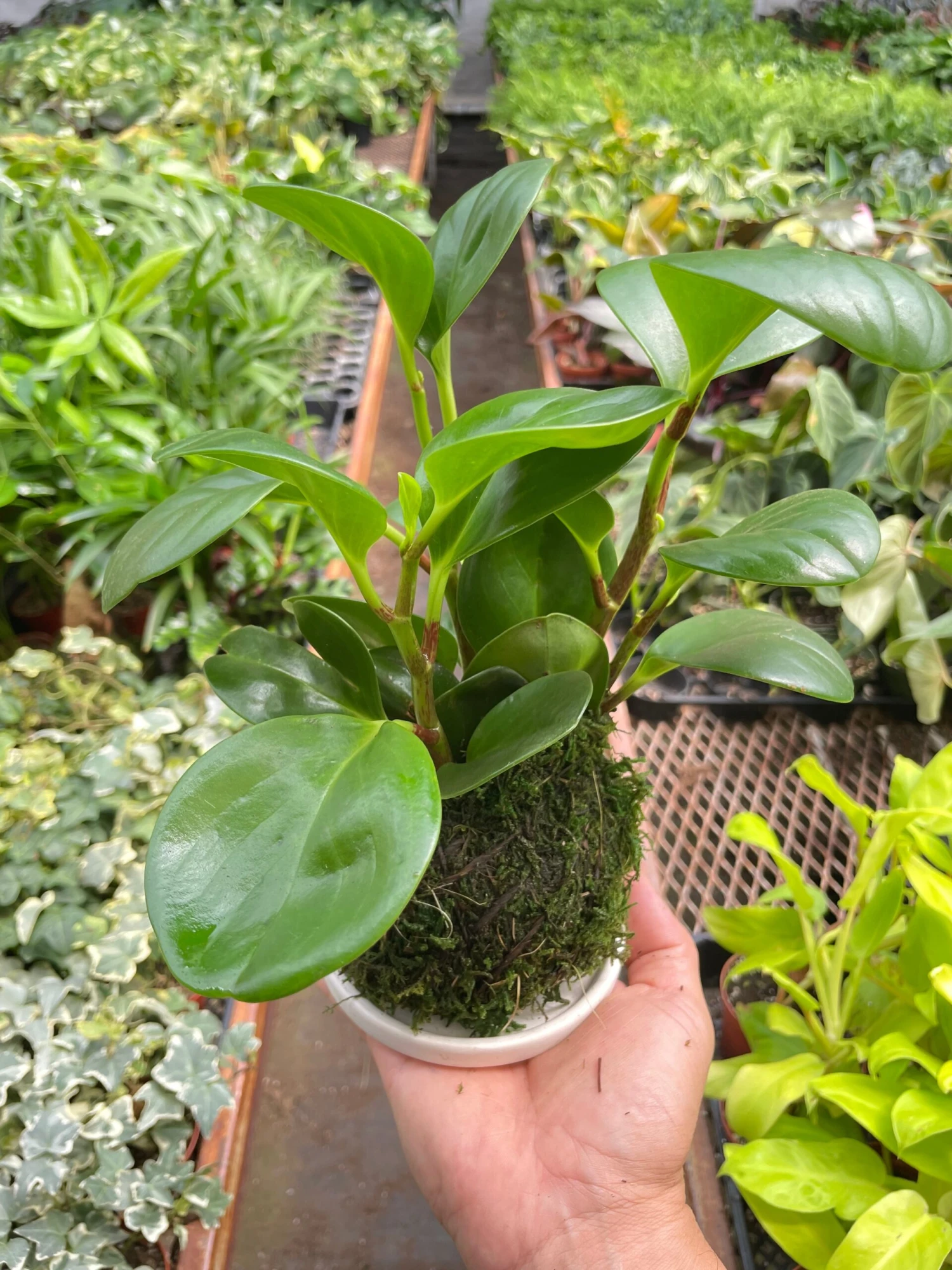 Peperomia Thailand Kokedama 1 Peperomia Thailand Kokedama