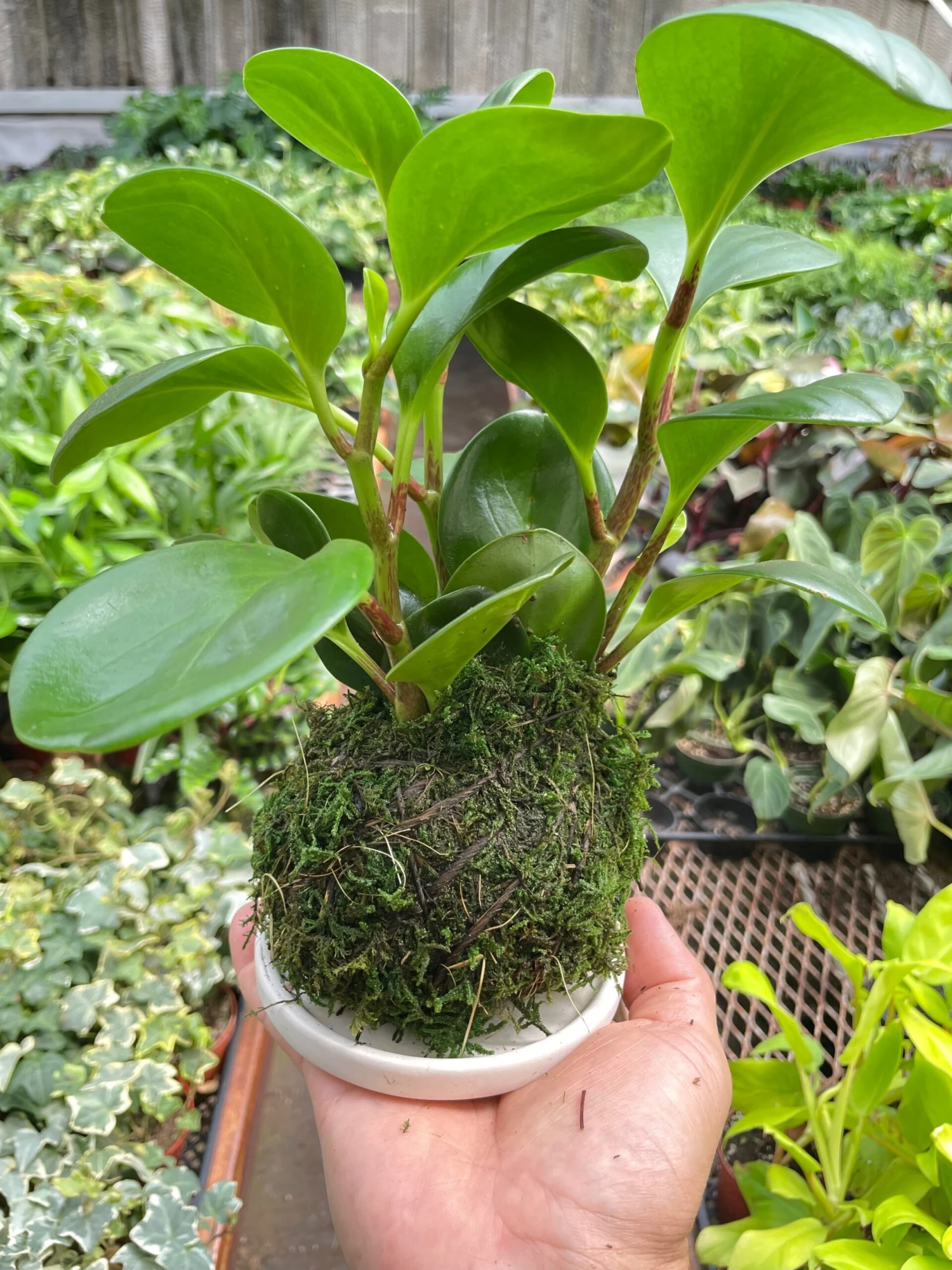 Peperomia Thailand Kokedama 2 Peperomia Thailand Kokedama - Image 2