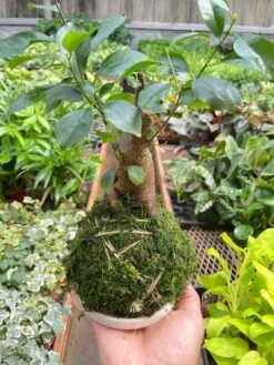 Ficus Ginseng Kokedama 5 Ficus Ginseng Kokedama -Plant house IMG 7288