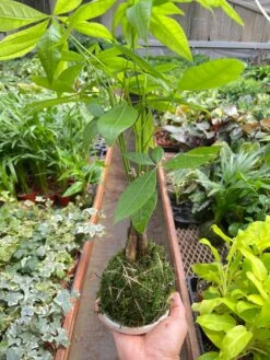 Money Tree 'Guiana Chestnut' Pachira Braid Kokedama -Plant house IMG 7294