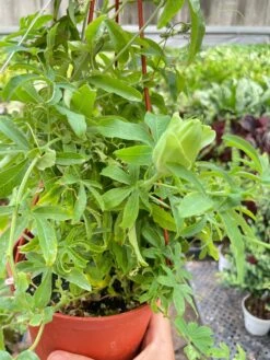 Passion Flower (Maracuya, Granadilla) -Plant house IMG 7398