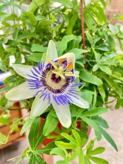 Passion Flower (Maracuya, Granadilla) -Plant house IMG 7427