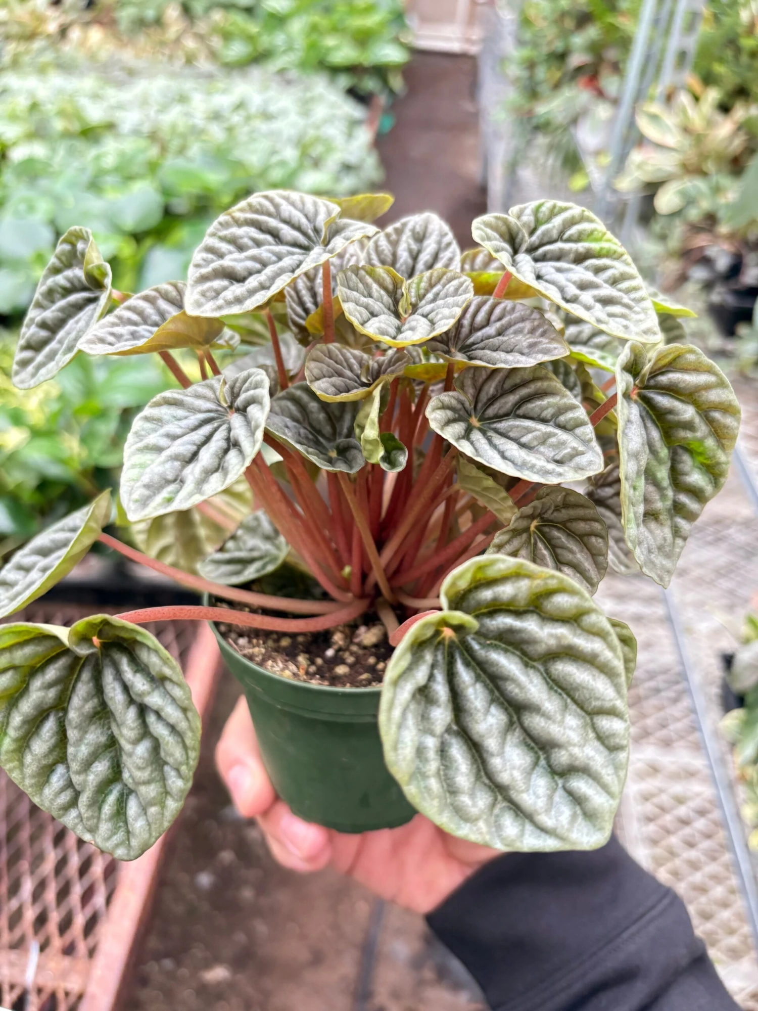 Peperomia 'Emerald Ripple' 1 Peperomia 'Emerald Ripple'