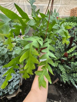 Shark Tooth Orchid Cactus -Plant house IMG 7971 2