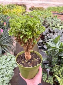 Aralia Ming Gold Mini Bonsai 7 Aralia Ming Gold Mini Bonsai -Plant house IMG 8123