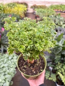 Aralia Ming Gold Mini Bonsai 6 Aralia Ming Gold Mini Bonsai -Plant house IMG 8124
