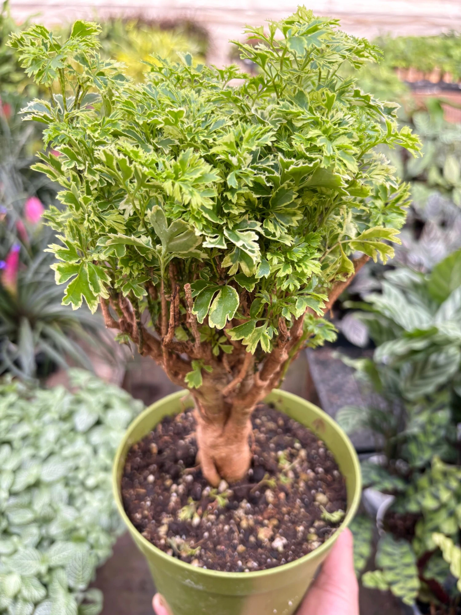 Aralia Ming Gold Mini Bonsai 1 Aralia Ming Gold Mini Bonsai