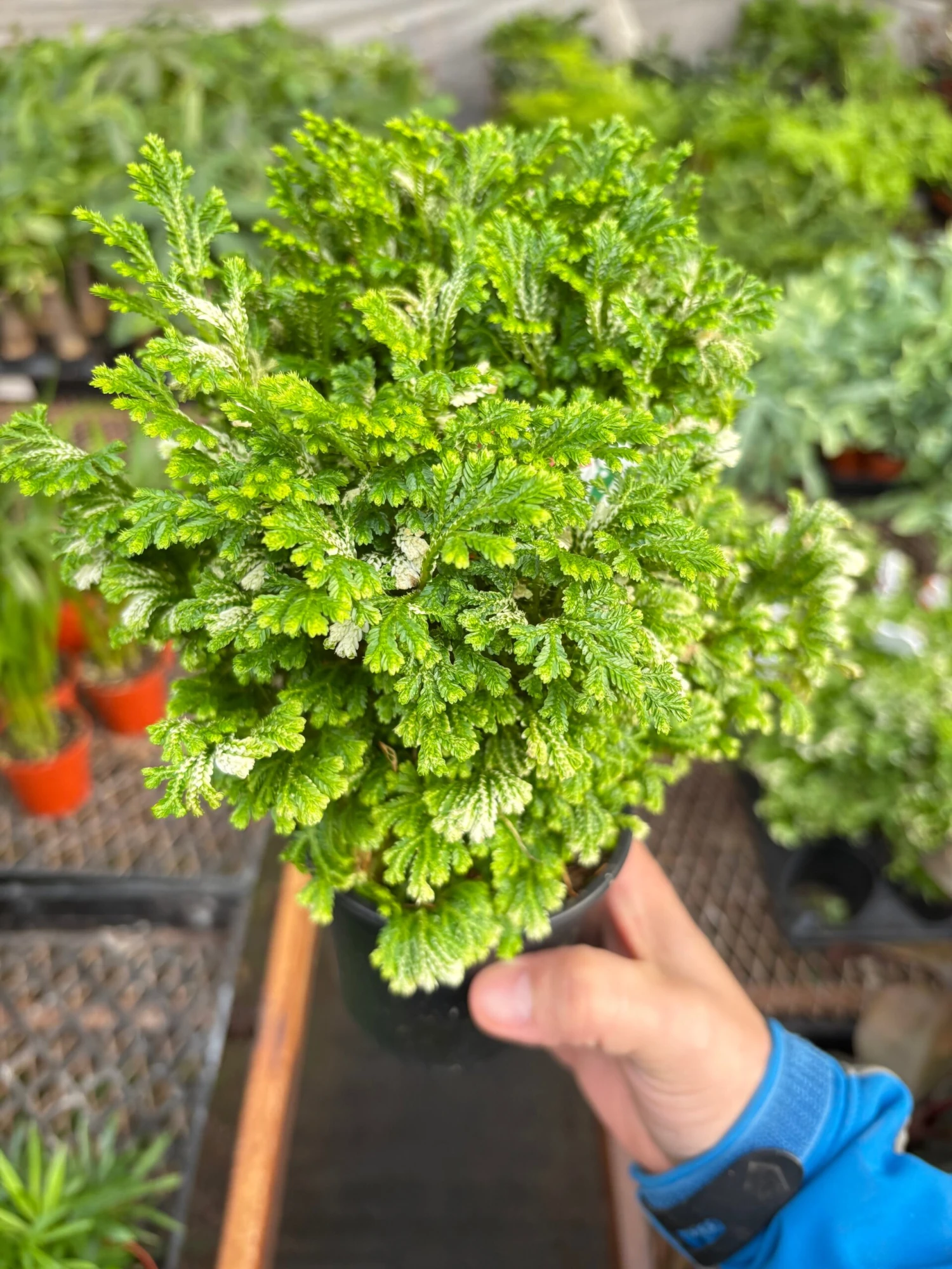 Fern 'Frosty' 1 Fern 'Frosty'