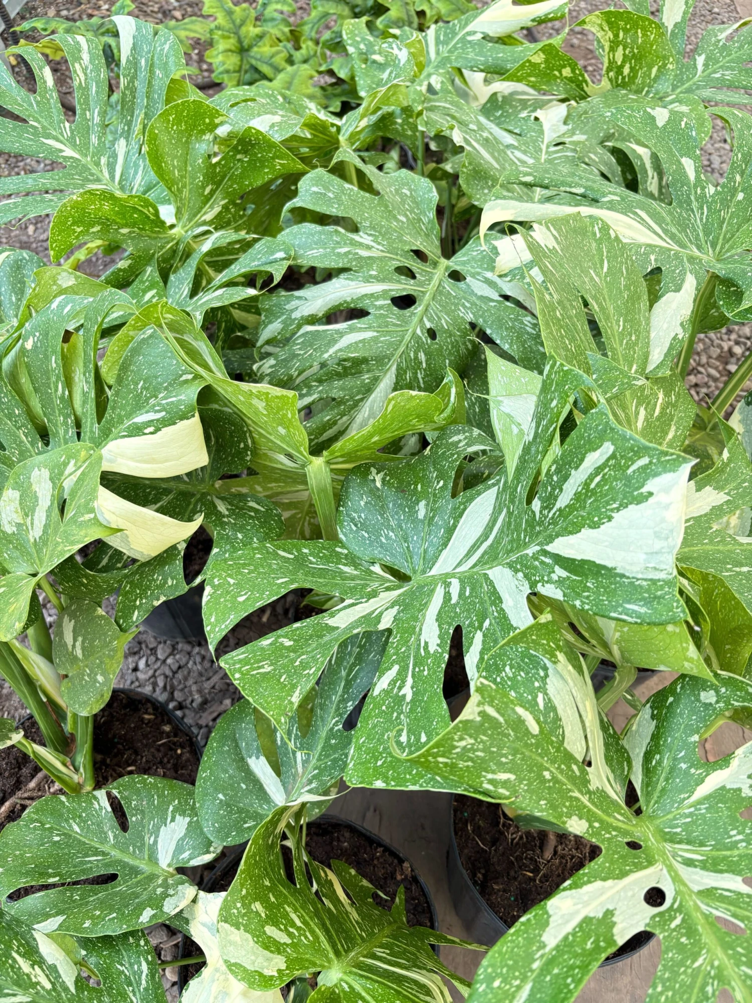 Monstera 'Thai Constellation' 8 Monstera 'Thai Constellation' - Image 8