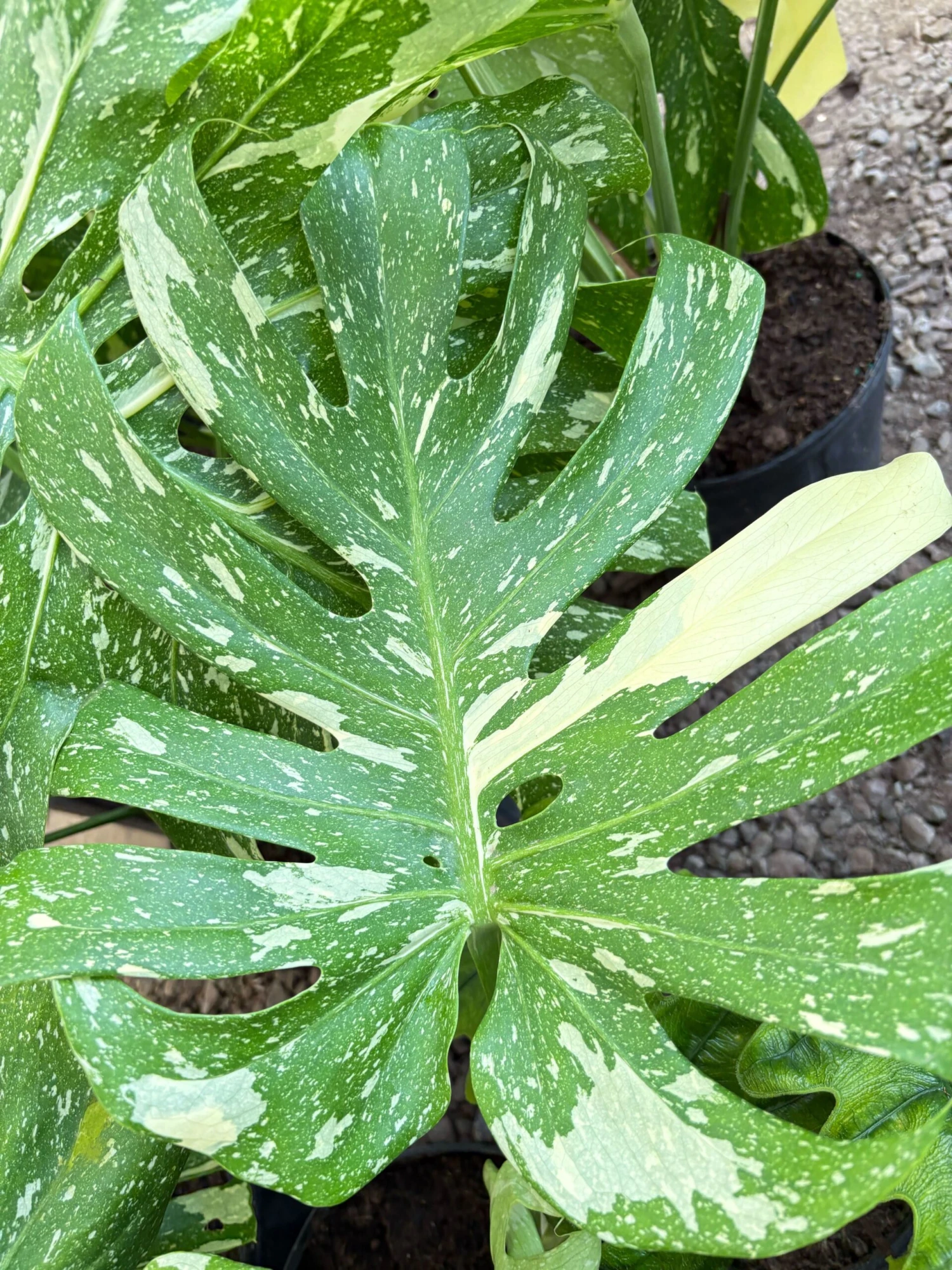 Monstera 'Thai Constellation' 7 Monstera 'Thai Constellation' - Image 7