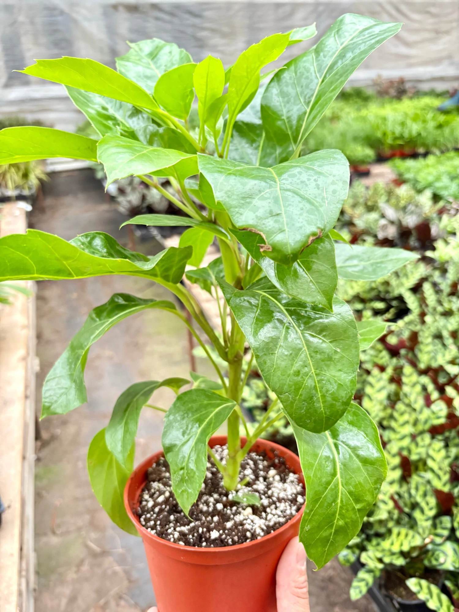 Schefflera Actinophylla 1 Schefflera Actinophylla