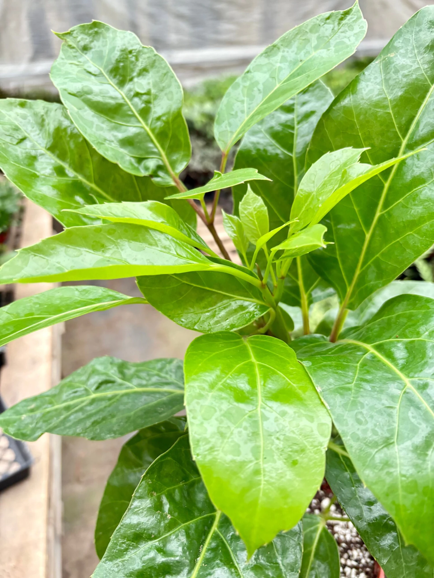 Schefflera Actinophylla 2 Schefflera Actinophylla - Image 2