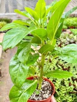 Schefflera Actinophylla 5 Schefflera Actinophylla -Plant house IMG 9592